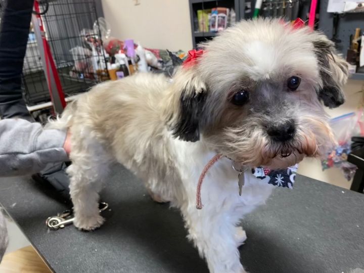 Shih tzu and miniature best sale schnauzer mix