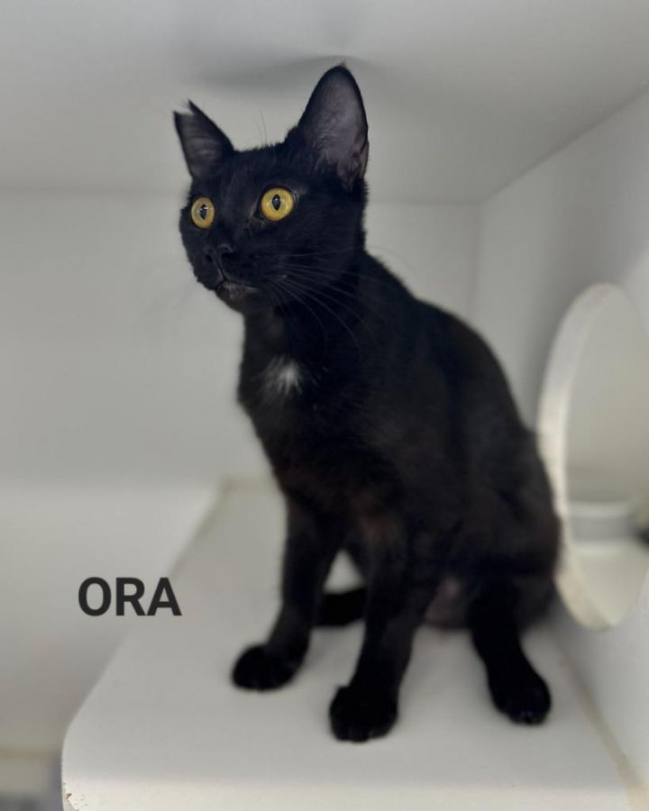 Ora 1