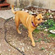 Aries, an adoptable Mastiff in Williston, VT, 05495 | Photo Image 2