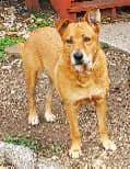 Skye, an adoptable Mastiff in Williston, VT, 05495 | Photo Image 4