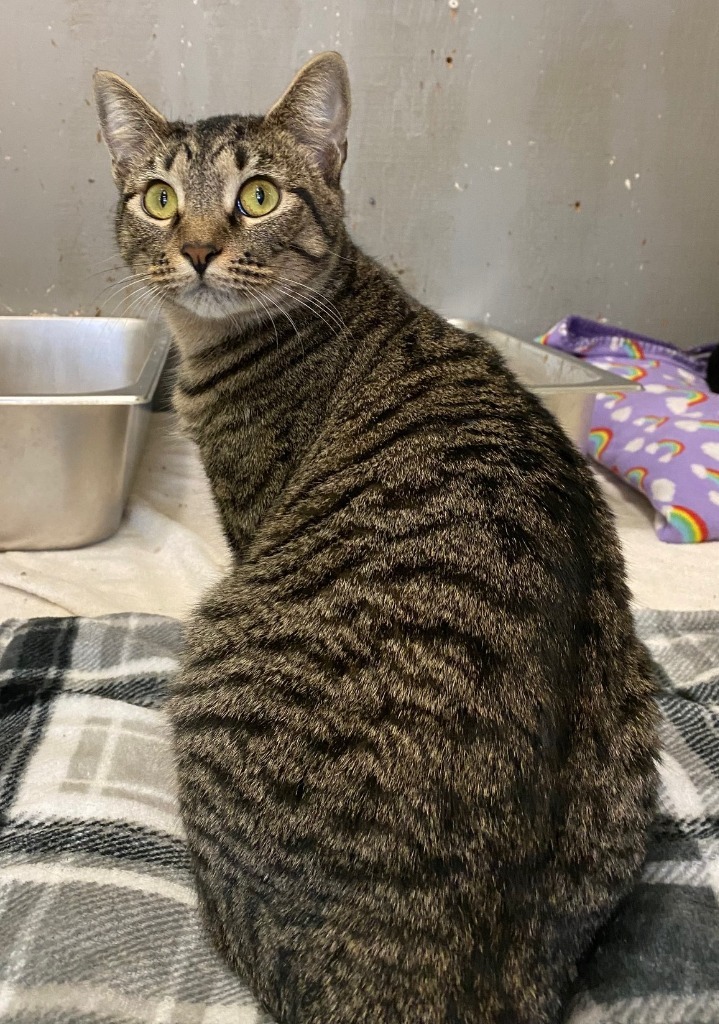 MARILYN, an adoptable Domestic Short Hair in Lemoore, CA, 93245 | Photo Image 1