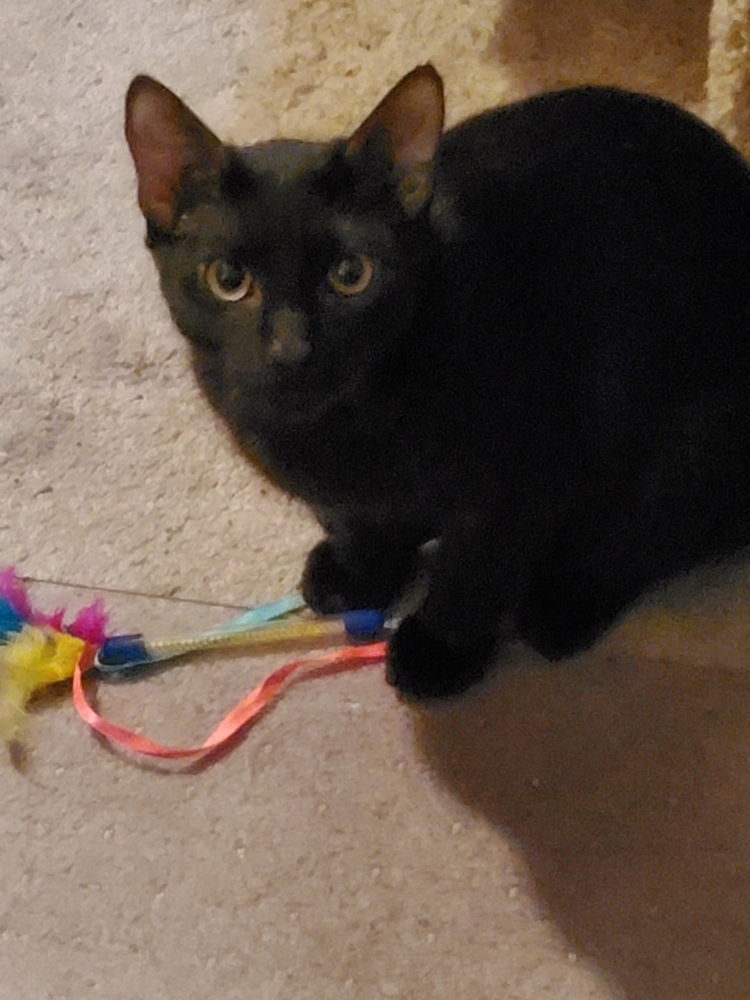 Shadow, an adoptable Domestic Short Hair in Lancaster, CA, 93536 | Photo Image 1