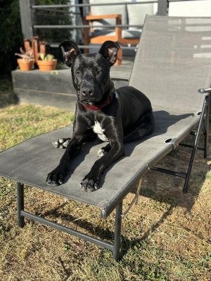 Loki 2, Young Male Mixed Breed
