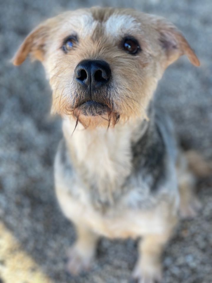 Juliet (and Romeo), an adoptable Border Terrier Mix in Lacon, IL_image-1