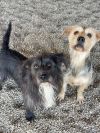 Juliet (and Romeo)