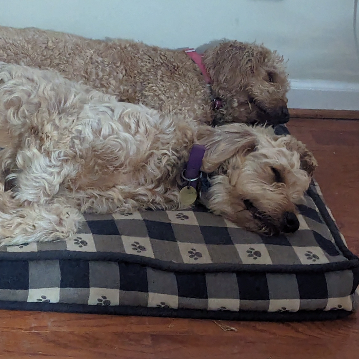 Daffy (Daffodil), an adoptable Goldendoodle in Louisville, KY, 40206 | Photo Image 1