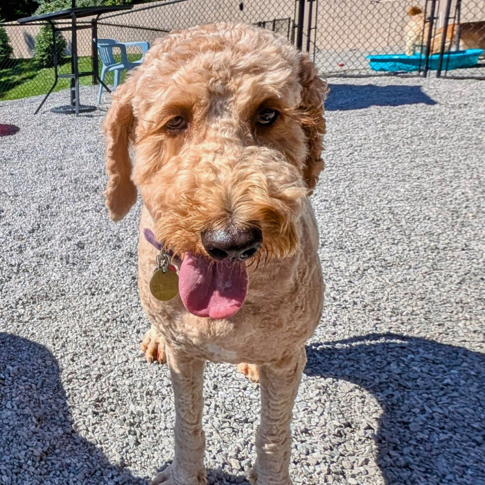 Daffy (Daffodil), an adoptable Goldendoodle in Louisville, KY, 40206 | Photo Image 2