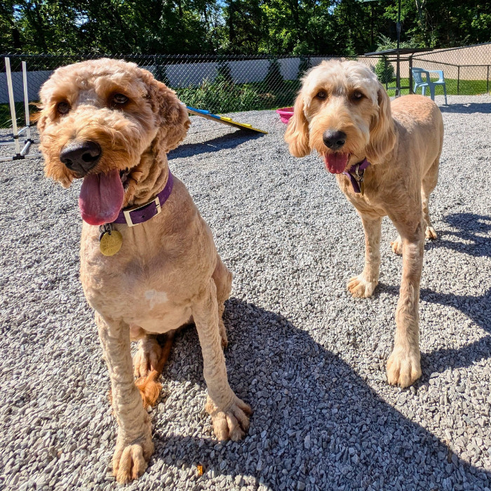 Daffy (Daffodil), an adoptable Goldendoodle in Louisville, KY, 40206 | Photo Image 3