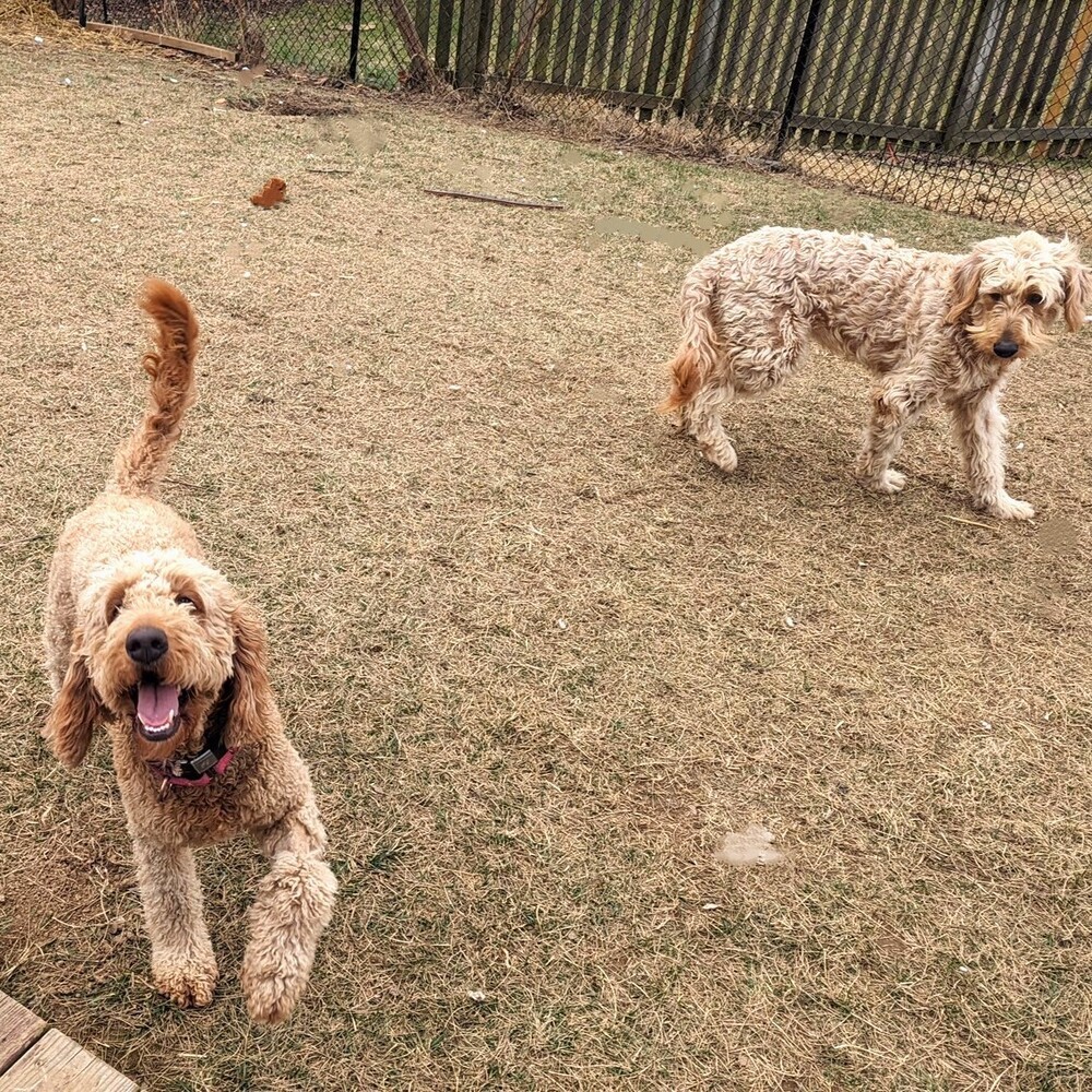 Daffy (Daffodil), an adoptable Goldendoodle in Louisville, KY, 40206 | Photo Image 4