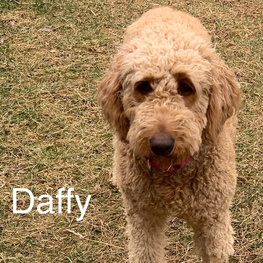 Daffy (Daffodil), an adoptable Goldendoodle in Louisville, KY, 40206 | Photo Image 5