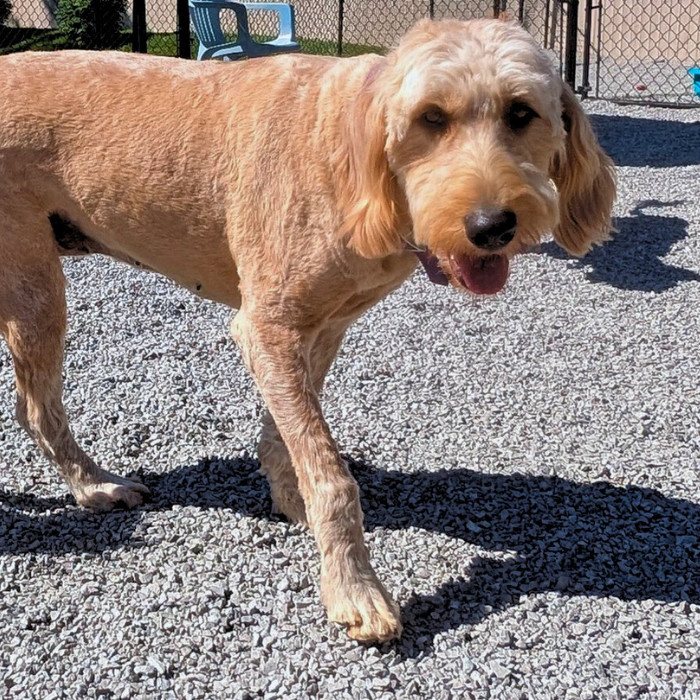 Iris, an adoptable Goldendoodle in Louisville, KY, 40206 | Photo Image 2