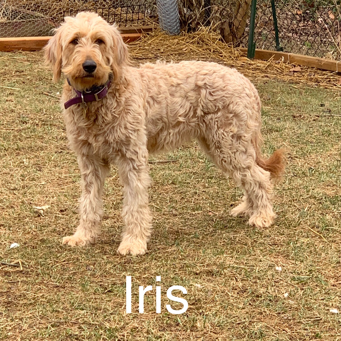 Iris, an adoptable Goldendoodle in Louisville, KY, 40206 | Photo Image 3