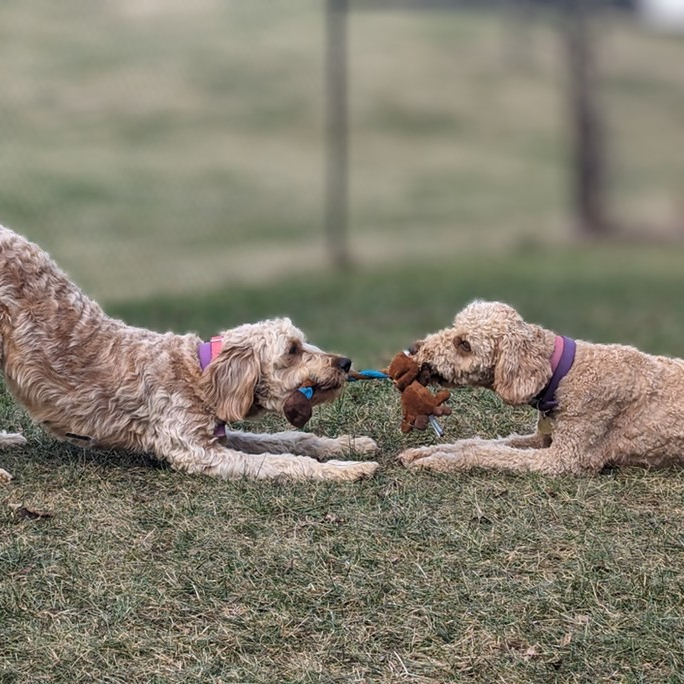 Iris, an adoptable Goldendoodle in Louisville, KY, 40206 | Photo Image 3