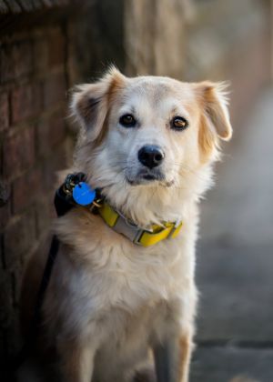 Meet Lumi our delightful 4-year-old JindoSpaniel mix weighing 34 lbs Lumi is a gem in so many way