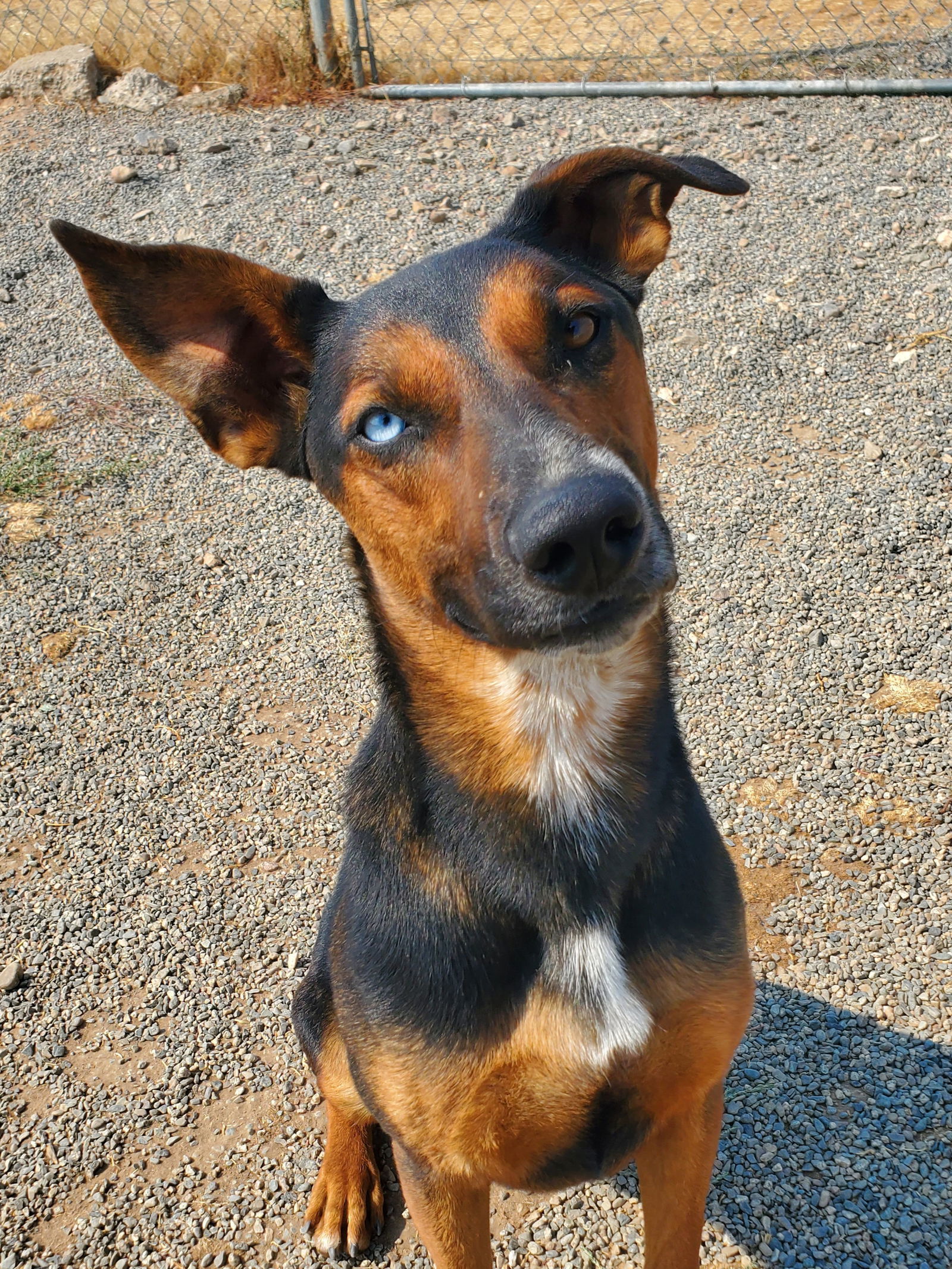 Bandit, an adoptable Australian Kelpie in Yreka, CA, 96097 | Photo Image 1