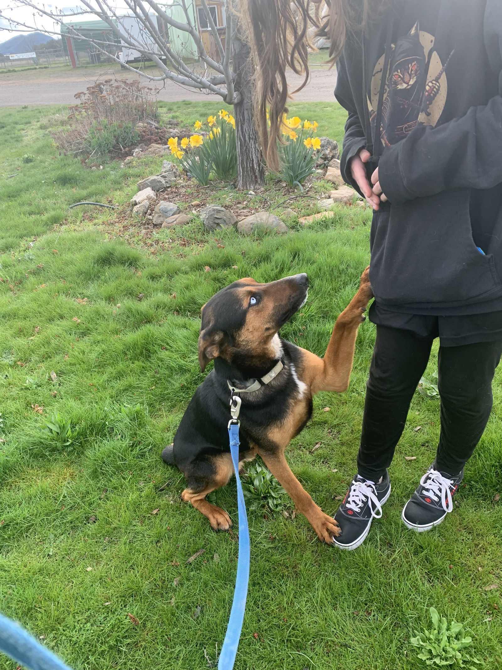 Bandit, an adoptable Australian Kelpie in Yreka, CA, 96097 | Photo Image 2