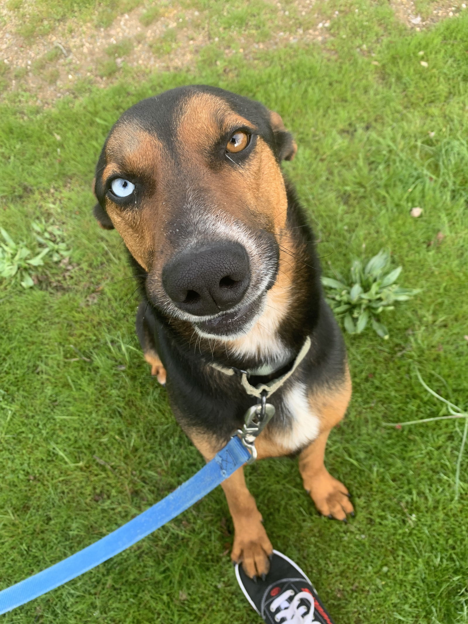 Bandit, an adoptable Australian Kelpie in Yreka, CA, 96097 | Photo Image 3