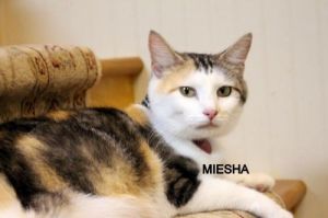 MEISHA