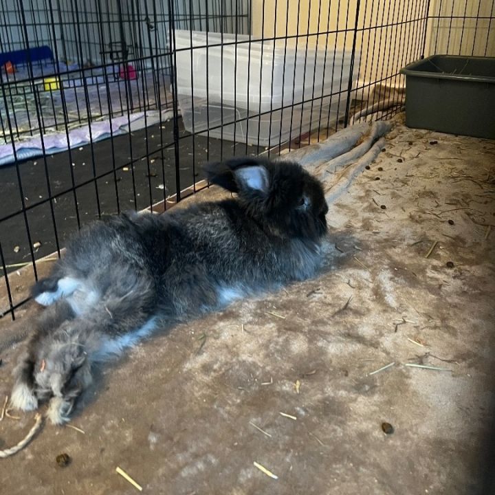 Bunny adoption places near hot sale me