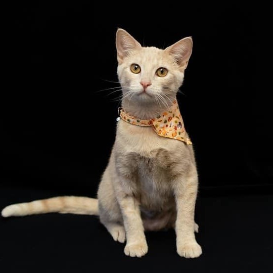 French Toast , an adoptable Domestic Short Hair Mix in Springfield, MO_image-1