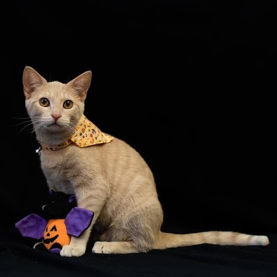 French Toast , an adoptable Domestic Short Hair Mix in Springfield, MO_image-4