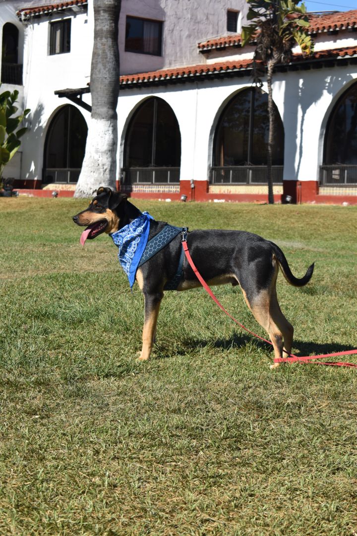 Dog for adoption - Riddick, a German Pinscher & Shepherd Mix in San Diego,  CA | Petfinder