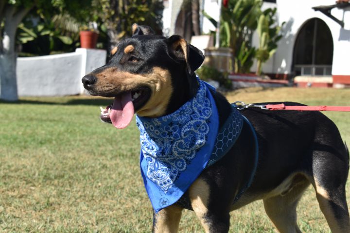 Dog for adoption - Riddick, a German Pinscher & Shepherd Mix in San Diego,  CA | Petfinder