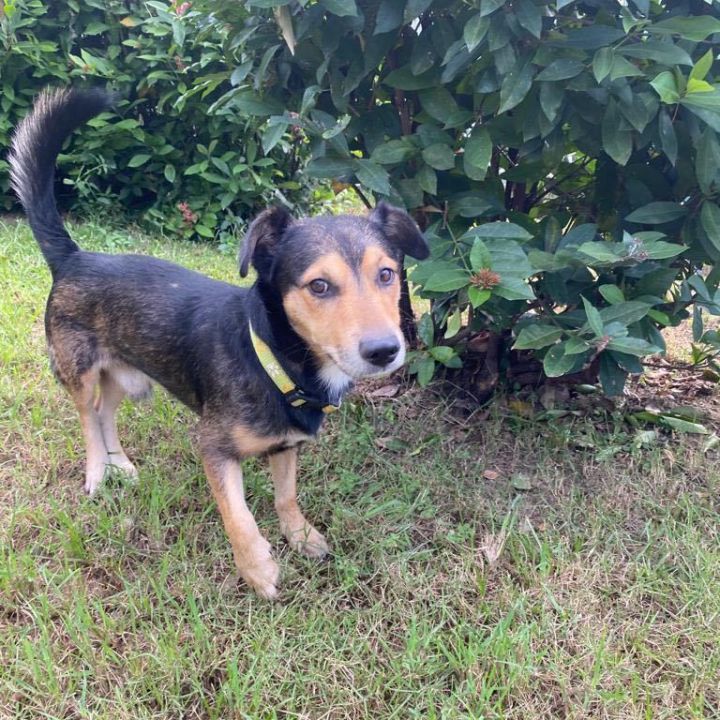 Manchester terrier jack russell hot sale mix