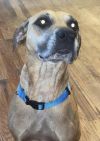 Candy (In Foster Home - Call 334-508-2367 to set up an appointment to meet***