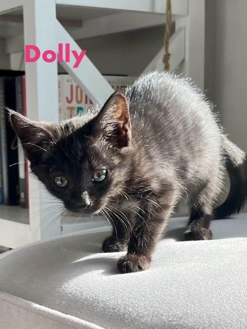 Dolly, an adoptable Domestic Short Hair in Hoover , AL, 35226 | Photo Image 2