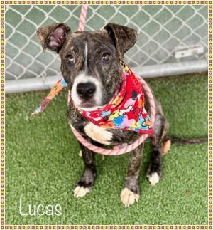 Introducing this handsome little boy we are calling Lucas Lucas wanted to explore the world and was