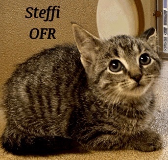 Steffi, an adoptable Domestic Short Hair in Owasso, OK_image-1