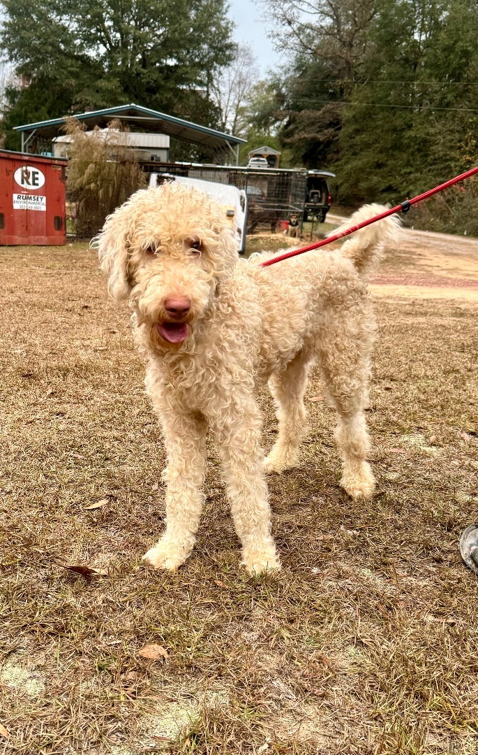 CASSIDY, an adoptable Standard Poodle Mix in East Dover, VT_image-4