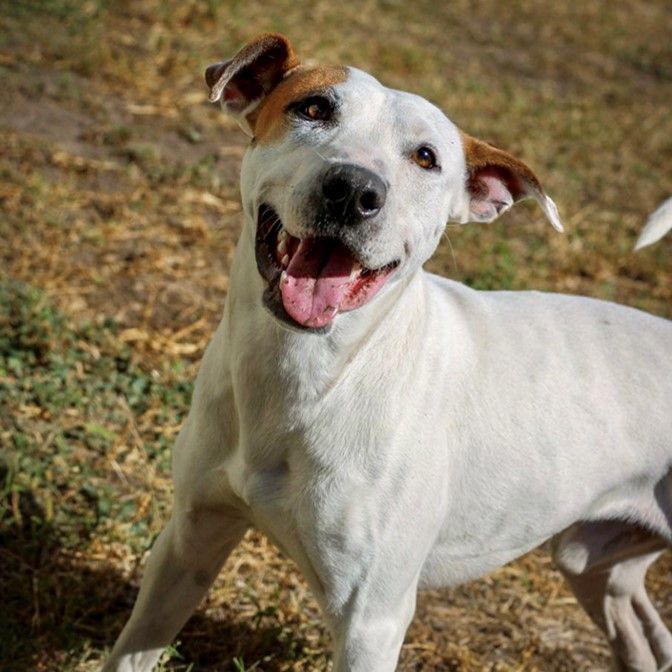 Milo, an adoptable Jack Russell Terrier & Pit Bull Terrier Mix in Kerrville, TX_image-1