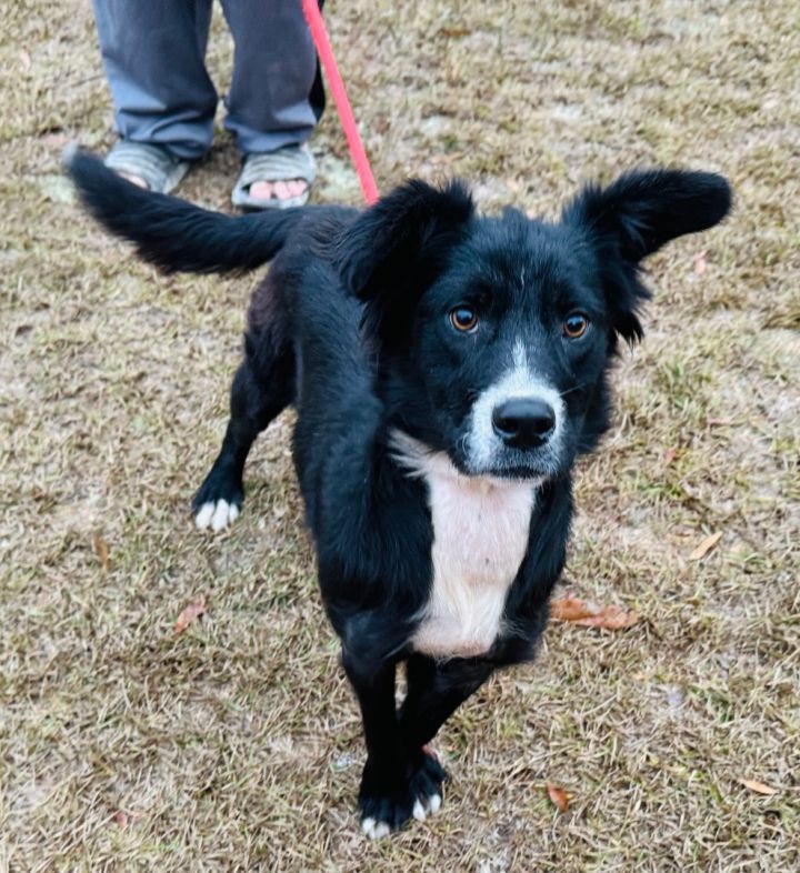 HUGGER BEANS, an adoptable Border Collie Mix in East Dover, VT_image-5