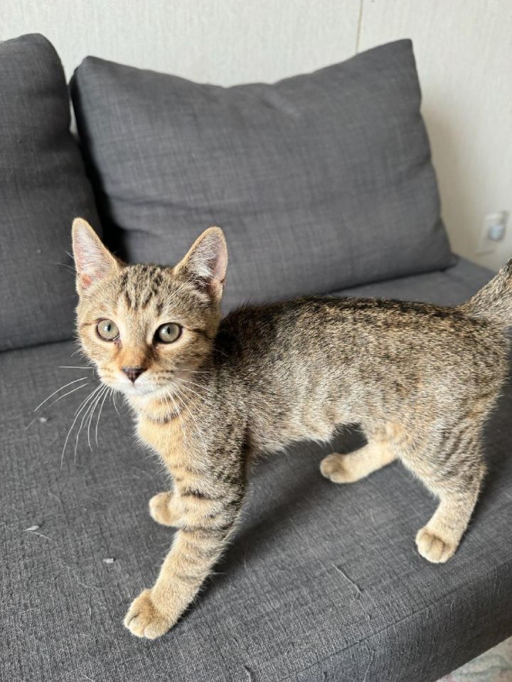 Lorelei's Suki Kitten 1