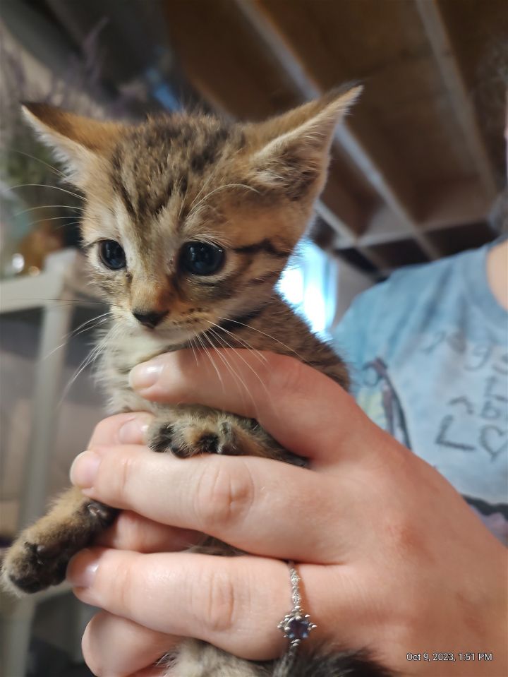 Lorelei's Suki Kitten 3