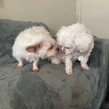 Fiona and Missy (Bonded pair) 2