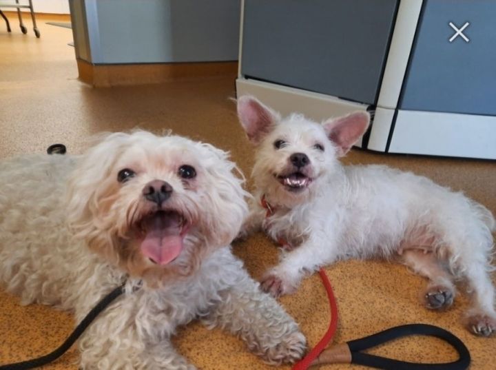 Fiona and Missy (Bonded pair), an adoptable French Bulldog & Maltese Mix in Toronto, ON_image-3