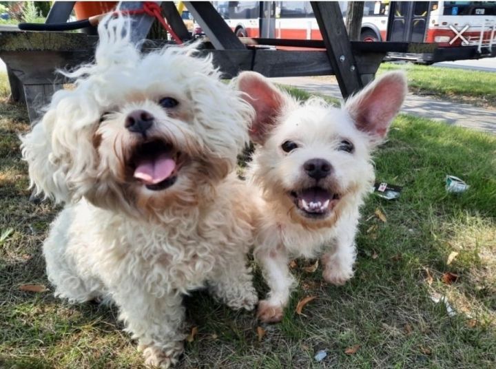 Fiona and Missy (Bonded pair), an adoptable French Bulldog & Maltese Mix in Toronto, ON_image-4