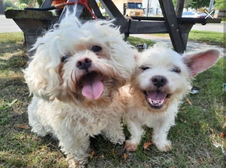 Fiona and Missy (Bonded pair), an adoptable French Bulldog & Maltese Mix in Toronto, ON_image-1