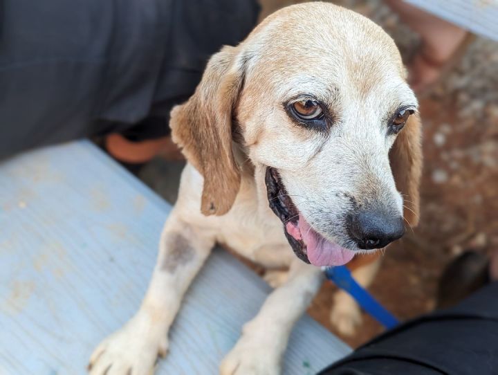 Bagel, an adoptable Beagle in Bowersville, GA_image-1