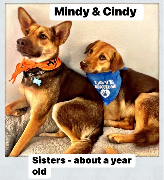 CINDY & MINDY -We can fly to you! 