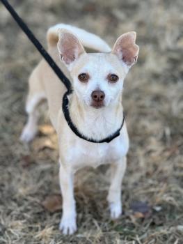 Petfinder chihuahua hot sale