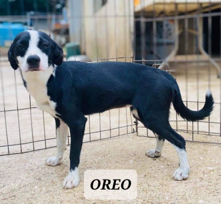 Petfinder oreo hot sale