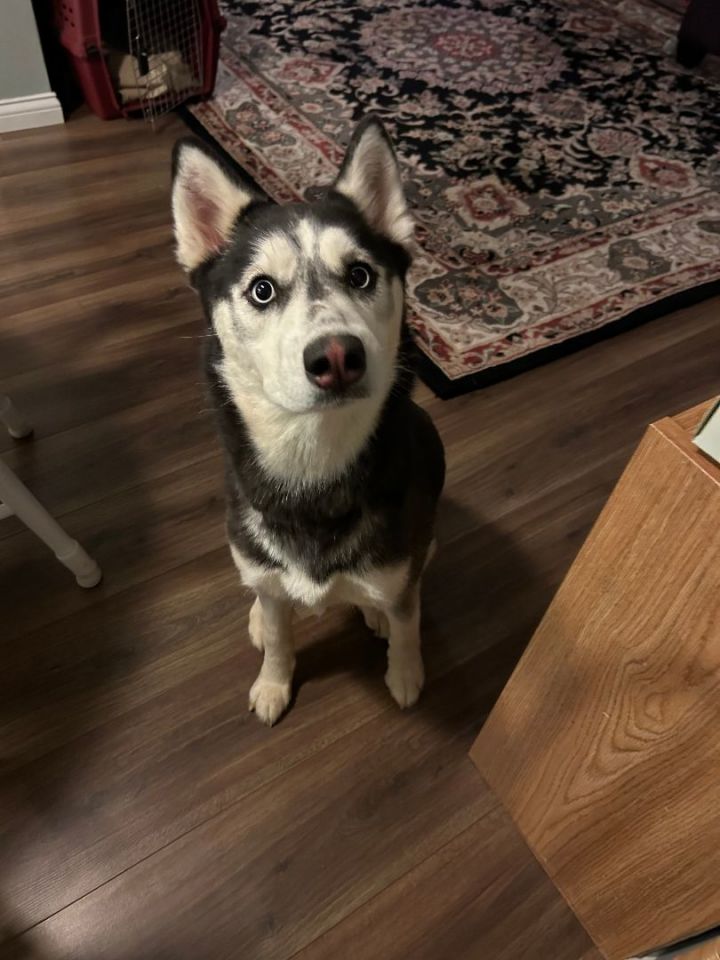 Dog for adoption - Lucy, a Siberian Husky in Nixa, MO | Petfinder