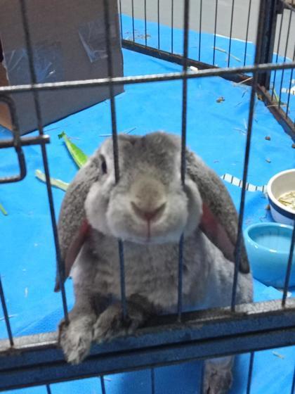 Nico, an adoptable Bunny Rabbit in Montreal, QC_image-1