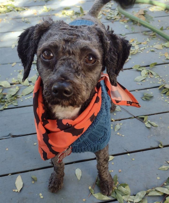 Sound of Music: Captain, an adoptable Maltese & Poodle Mix in Palo Alto, CA_image-1