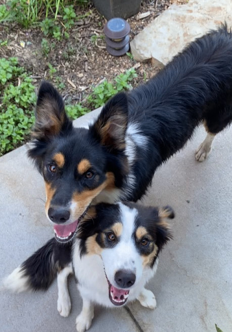 Penny (CP), an adoptable Border Collie & Australian Shepherd Mix in Justin, TX_image-2