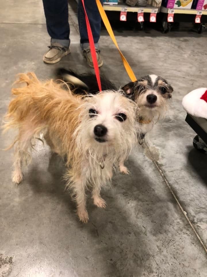Taco and Chalupa, an adoptable Chihuahua & Terrier Mix in Baker, LA_image-6